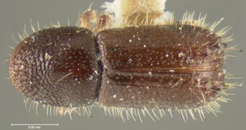 Media type: image;   Entomology 1296 Aspect: habitus dorsal view